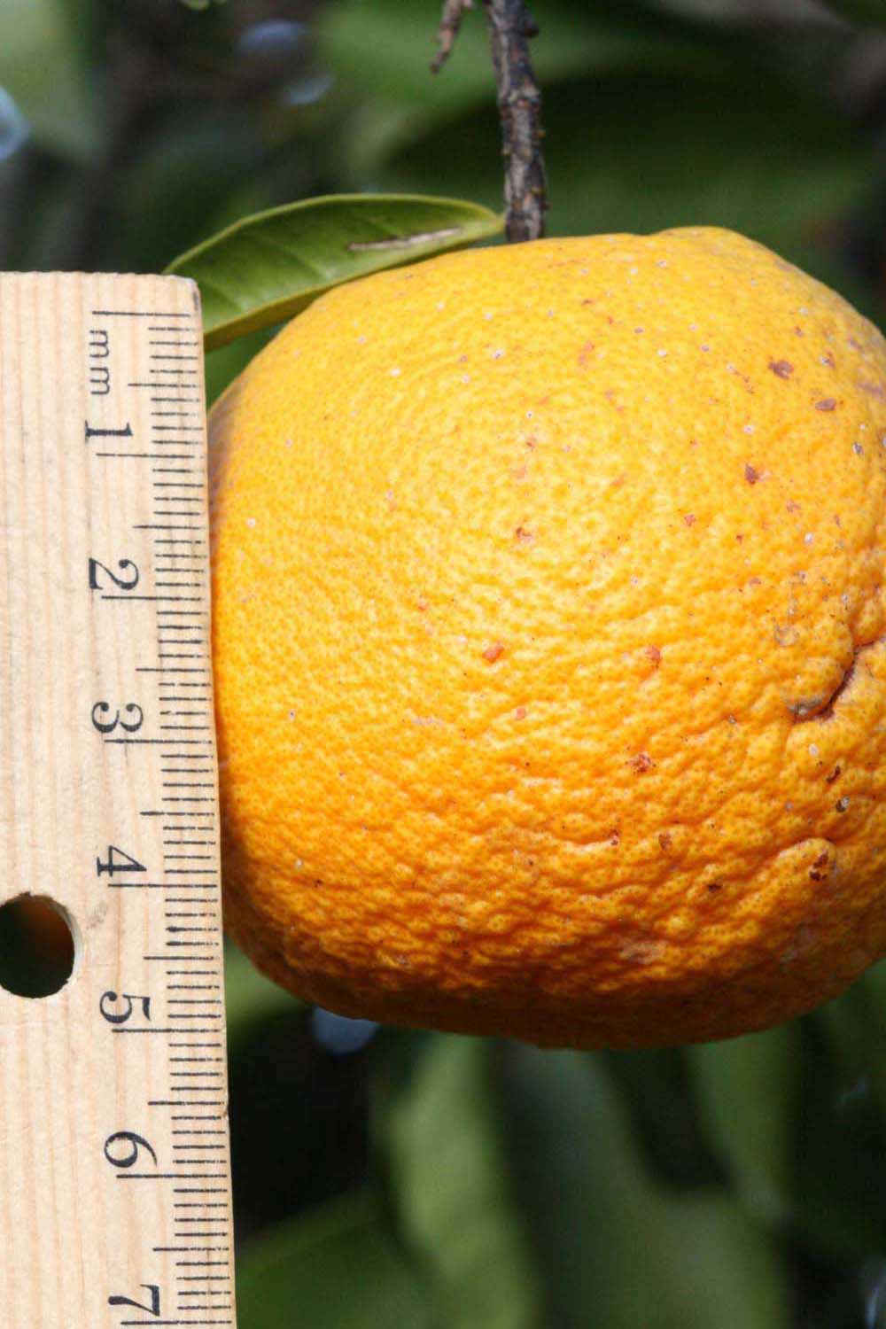            Fruit (Riverside, CA)   